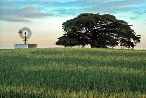 Evening light with windmill, lush crop and cypress tree