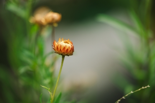 Everlasting daisies growing in lush cottage garden with copy space - Australian Stock Image