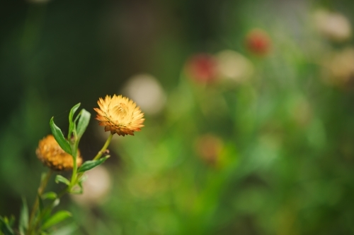 Everlasting daisies growing in lush cottage garden with copy space - Australian Stock Image