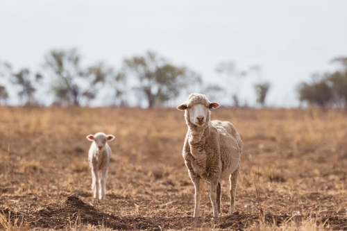 Ewe and lamb alone in paddock - Australian Stock Image