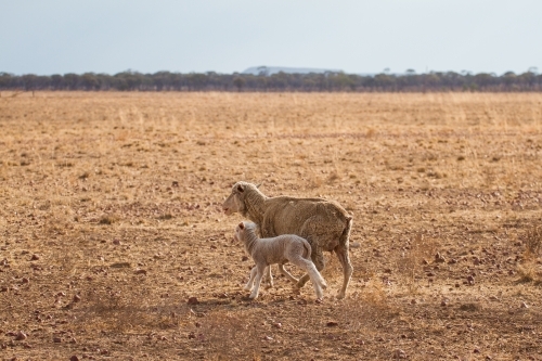 Ewe with lamb in paddock - Australian Stock Image