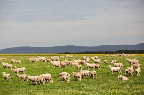 Ewes and lambs in a pasture paddock - Australian Stock Image