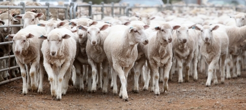 Ewes at a sheep sale - Australian Stock Image