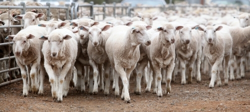 Ewes at a sheep sale