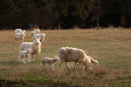 Ewes (sheep) and lambs grazing in a pasture on winters morning - Australian Stock Image