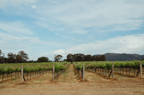 Expansive rows of grapevines in Mudgee, NSW - Australian Stock Image