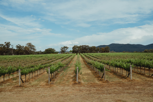 Expansive rows of grapevines in Mudgee, NSW - Australian Stock Image