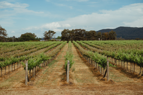 Expansive rows of grapevines in Mudgee, NSW - Australian Stock Image