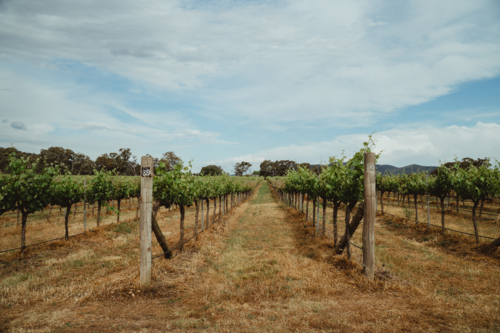 Expansive rows of grapevines in Mudgee, NSW - Australian Stock Image