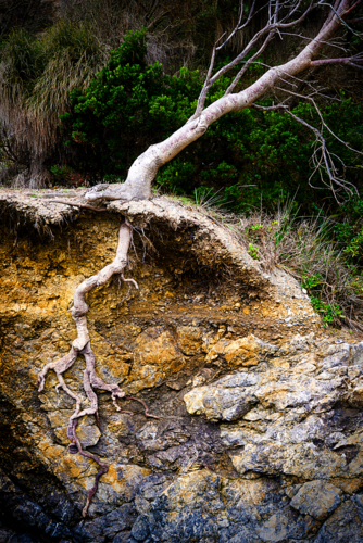 Exposed tree roots clinging to an eroded cliffside - Australian Stock Image