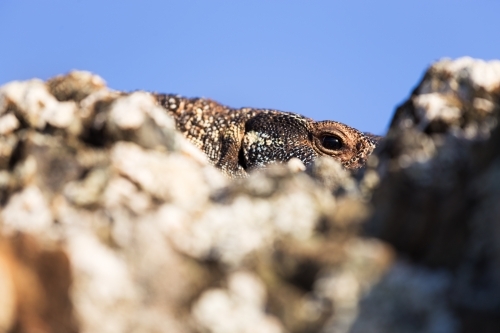 Eye of a goanna peering over rocks - Australian Stock Image