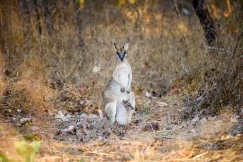 faced wallaby and baby - Australian Stock Image