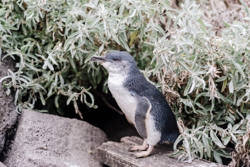 Fairy Penguin, St Kilda Beach, Melbourne, Victoria, Australia - Australian Stock Image