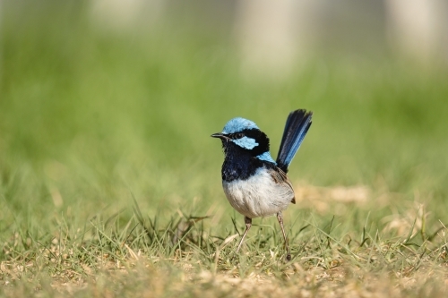 Fairy Wren - Australian Stock Image