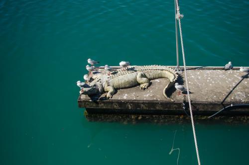 Fake crocodile with seagulls sitting on it near the ocean