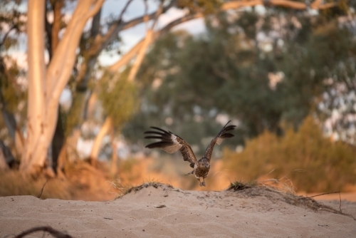 Falcon or eagle swooping in to catch prey in the wild