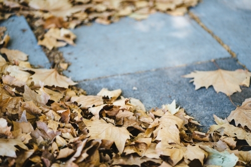 Fallen Autumn leaves on concrete background - Australian Stock Image
