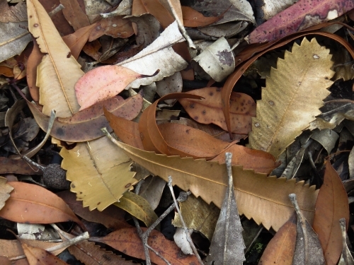 Fallen Banksia leaves, in shades of gold, bronze and silver
