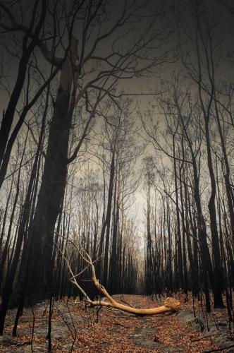 Fallen branch after the bushfire - Australian Stock Image