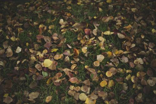 Fallen Leaves on Grass - Australian Stock Image