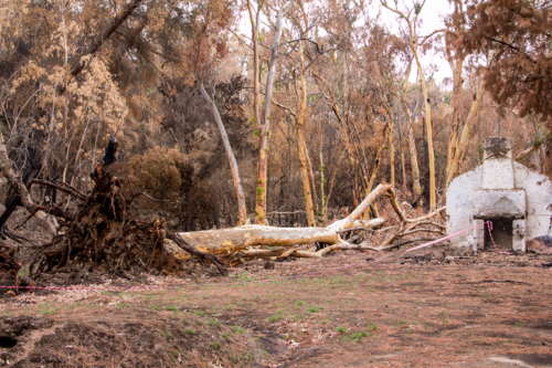 fallen tree and burnt land in aftermath of bushfire - Australian Stock Image