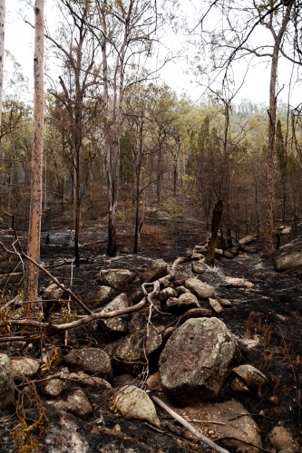 Fallen tree in fire ground over rocks and burnt undergrowth - Australian Stock Image