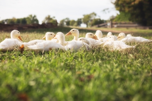 Family of ducklings sitting in the morning sunshine - Australian Stock Image