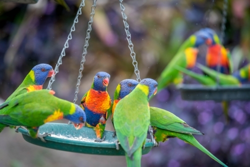 Family of rainbow Lorikeets eating at bird feeder - Australian Stock Image