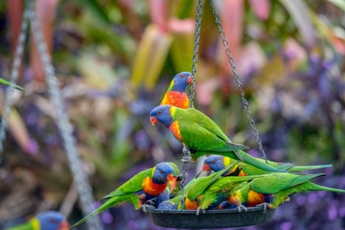 Family of rainbow lorikeets eating at bird feeder