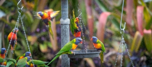 Family of rainbow lorikeets eating at bird feeder