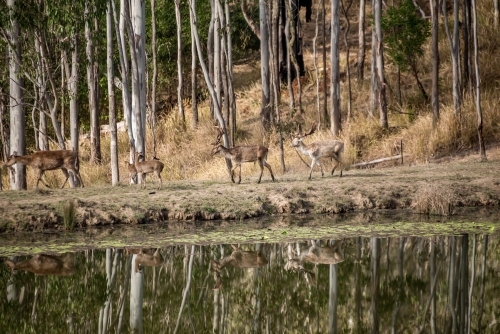 Family of wild deer near a dam