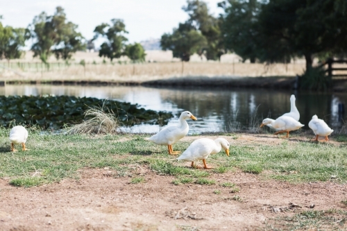 Family of wild white ducks roaming around a farm dam