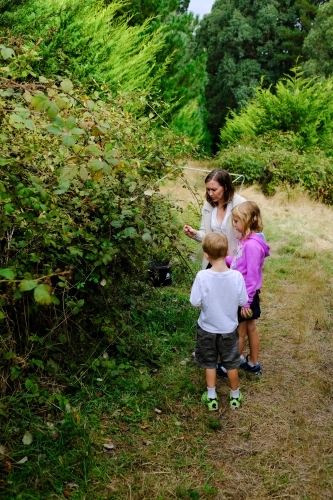 Family picking blackberries from a bush in Victoria - Australian Stock Image