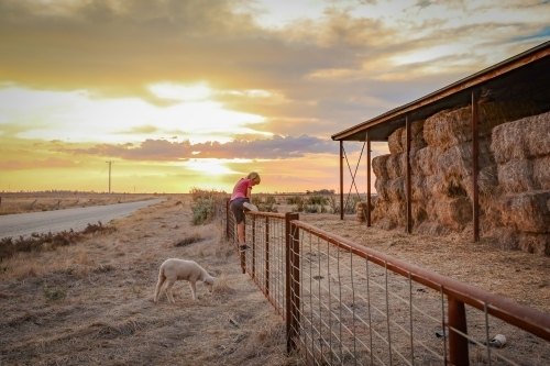 Farm boy climbing fence with hay shed and pet sheep - Australian Stock Image
