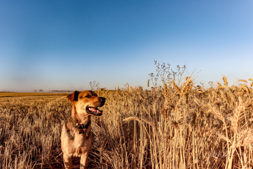 Farm dog in wheat on sunlit day - Australian Stock Image