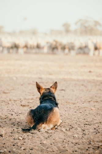 Farm dog watching flock of sheep in yards - Australian Stock Image