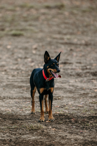 Farm dog with tongue out standing on dry ground - Australian Stock Image