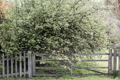farm gate - Australian Stock Image