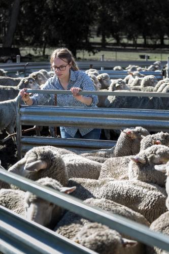 Farm girl closing gate on a pen of sheep