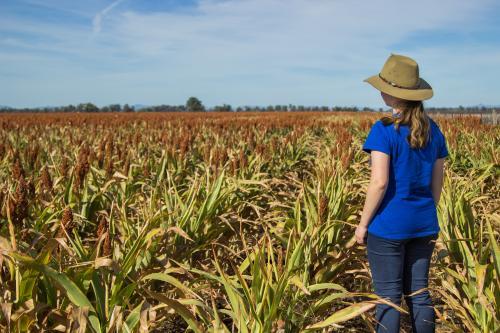 Farm girl standing in a paddock of sorghum - Australian Stock Image