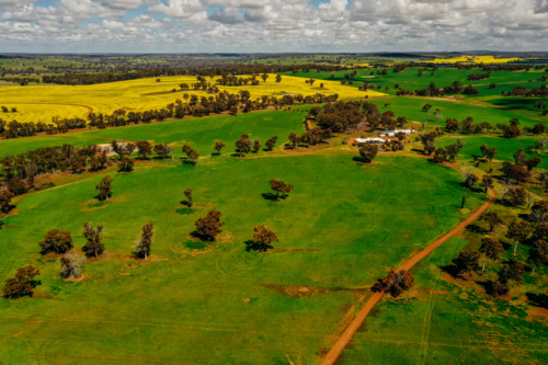 Farm house and dirt driveway surrounded by green farmland and yellow canola crop - Australian Stock Image