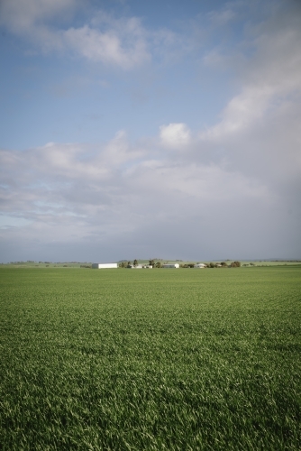 Farm house, sheds and crop in the Avon Valley of Western Australia - Australian Stock Image