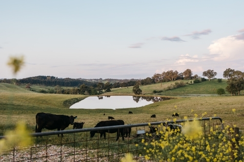 farm landscapes - Australian Stock Image