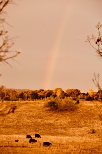 Farm scene in golden light with rainbow, Angus cows in foreground - Australian Stock Image