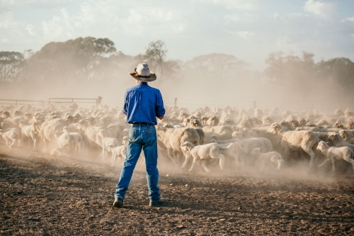Farmer and sheep in dust - Australian Stock Image