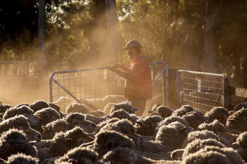 Farmer and woolly merino sheep in dusty yards - Australian Stock Image