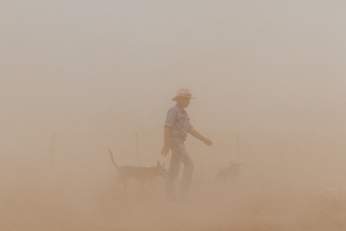 Farmer and working dogs walking in the dust - Australian Stock Image