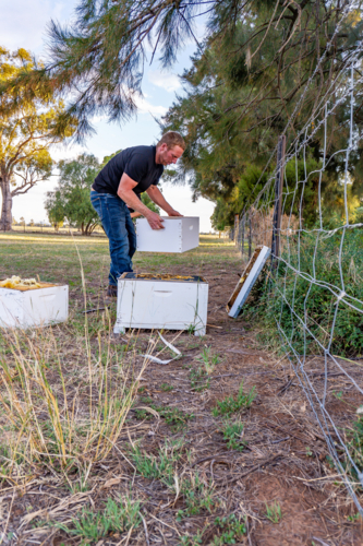 Farmer checking a beehive without a suit - Australian Stock Image