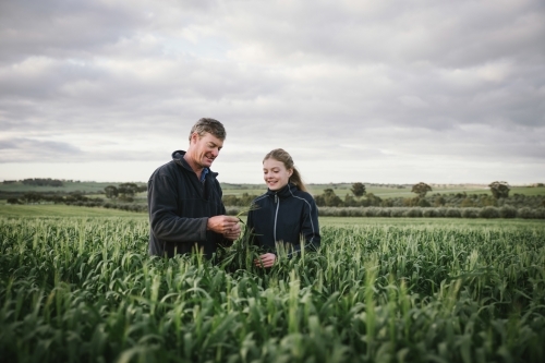 Farmer checking barley cereal crop at head emergence in the Wheatbelt of Western Australia - Australian Stock Image