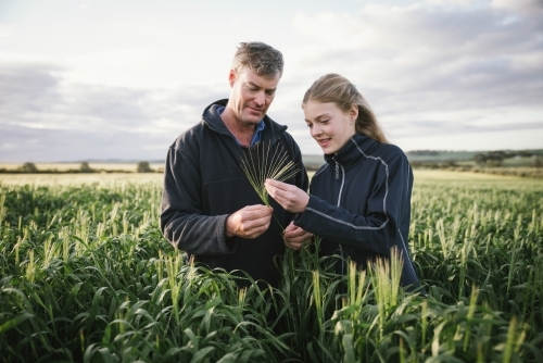 Farmer checking barley cereal crop at head emergence in the Wheatbelt of Western Australia - Australian Stock Image